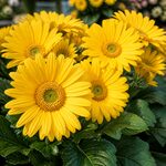 Yellow Wildflowers Field.jpg